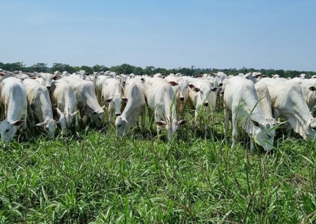 Arroba do boi gordo continuará valorizada no 1º semestre? Analistas respondem