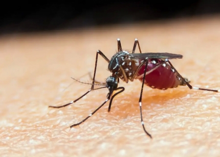 Falta de diagnóstico é obstáculo para eliminação da malária no Brasil