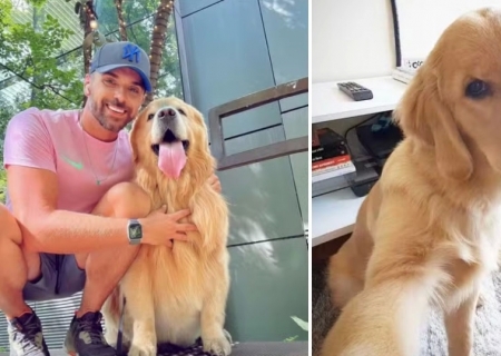 Após caso Joca, Senado aprova regras para transporte aéreo de animais