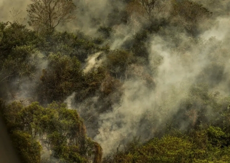 Crise climática pode provocar nova extinção em massa, diz pesquisador