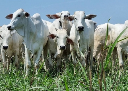 Arroba do boi gordo despenca em Minas e Mato Grosso do Sul