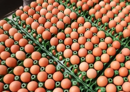 Paraná destrói 10 milhões de ovos como medida preventiva contra Influenza Aviária