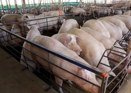 Com quase 300 granjas, suinocultura impulsiona economia de MS e vira referência nacional em tecnologia de produção