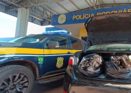 PRF apreende 70 kg de cabelos humanos em Miranda