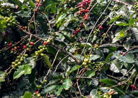 Produção de café deverá ser de 55,7 milhões de sacas em 2025