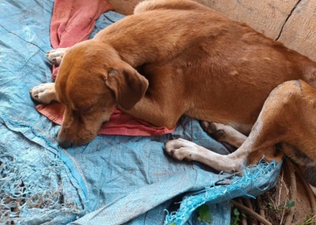 Idoso é preso por maus-tratos contra cachorro em Santa Rita do Pardo