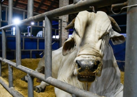 Marco histórico: MS recebe status de área livre de aftosa, apto para ampliar mercados da carne