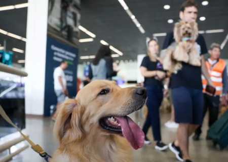 Aéreas podem se negar a embarcar animais de suporte emocional, diz STJ