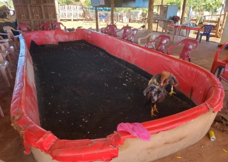 Polícia Ambiental flagra rinha de galos em Campo Grande e apreende 44 animais em situação de maus-tratos