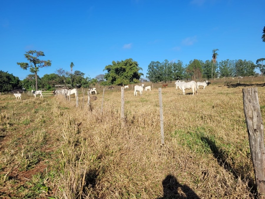 Operação investiga furto e adulteração de gado em Brasilândia