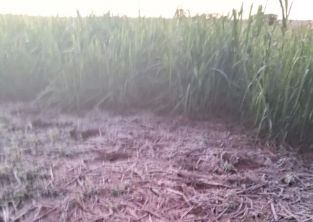 Internauta registra geada no Assentamento Teijin em Nova Andradina