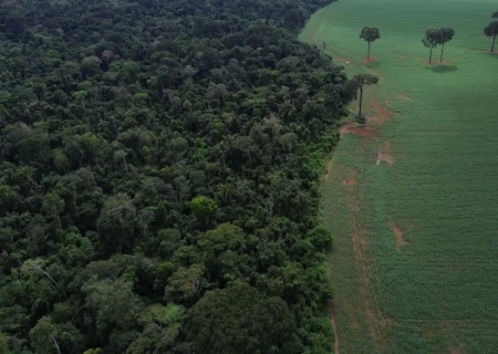 Florestas públicas não destinadas são ameaçadas por crimes ambientais
