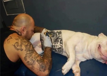 Governo sanciona lei que proíbe tatuagens e piercings em cães e gatos