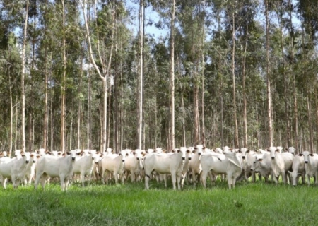 Campanha de vacinação contra brucelose reforça cuidados com saúde animal e humana em MS
