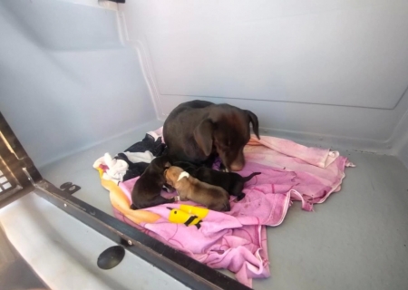 Bombeiros resgatam quatro filhotes jogados em fossa séptica em Taquarussu