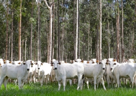 Com área livre de aftosa, trânsito de bovinos de MS para todo o território nacional está liberado