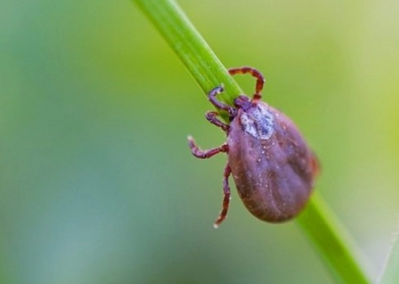 SES formaliza distribuição de remédios no início da sazonalidade da febre maculosa