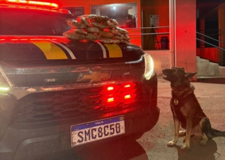 Cão farejador da PRF encontra 4,4 kg de skunk em ônibus em Campo Grande
