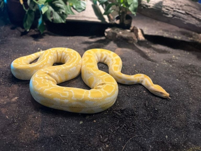 Bioparque Pantanal celebra Dia Mundial da Cobra com educação ambiental e cuidado exemplar com serpentes