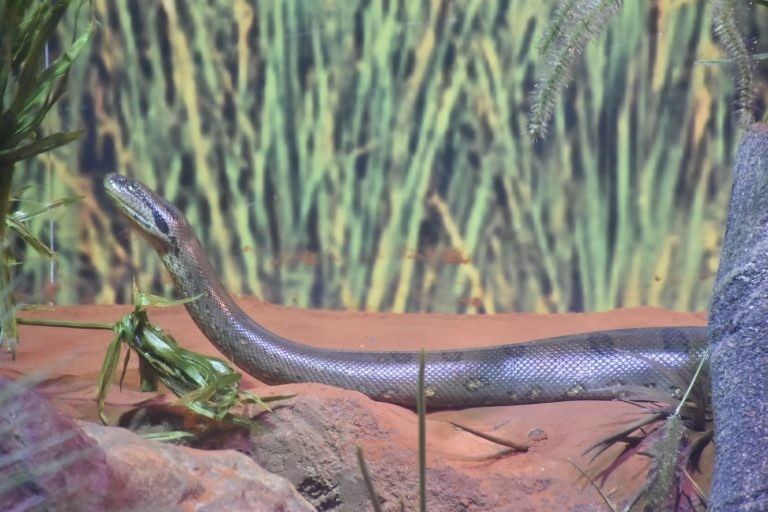 Bioparque Pantanal celebra Dia Mundial da Cobra com educação ambiental e cuidado exemplar com serpentes