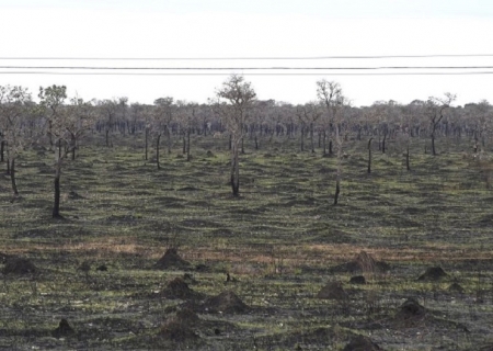 Com mais chuvas e baixas temperaturas, junho deste ano teve redução de 92,8% da área queimada no Pantanal