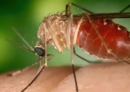 Antes restrita à Amazônia, febre oropouche se espalha pelo país