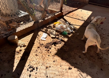 Polícia resgata pitbull em situação de maus-tratos e tutor é indiciado na Capital