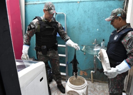 Polícia Ambiental lembra que animal silvestre não é pet e esclarece quando deve ser capturado