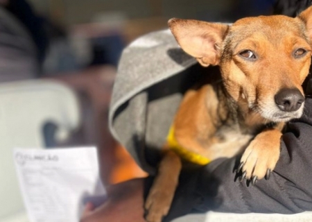 Caravana da Castração avança em MS com mais de 1 mil atendimentos nos primeiros municípios do programa