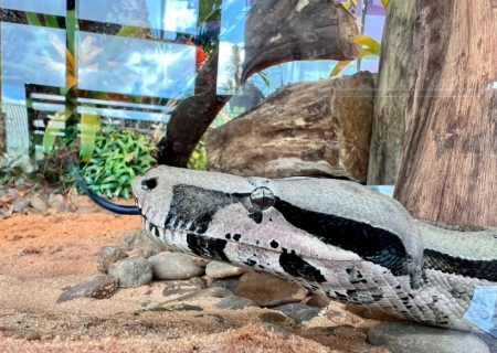 Bioparque Pantanal celebra Dia Mundial da Cobra com educação ambiental e cuidado exemplar com serpentes