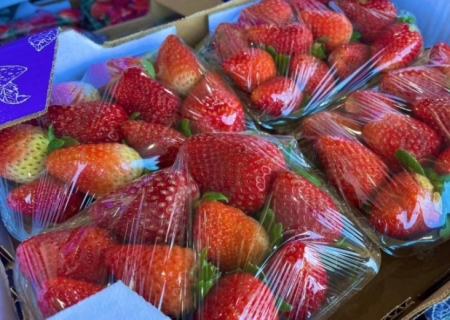 Ceasa: em meio a febre do morango do amor, procura pela fruta aumenta e preço já subiu 35%