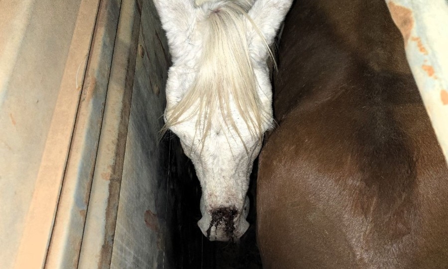 Homem é multado em R$ 27 mil por maus-tratos a cavalos em Naviraí