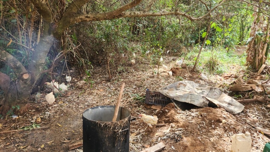 Polícia Civil desarticula abatedouro clandestino de frangos em Campo Grande