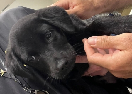 Homem é preso em Brasília após abandonar cachorro em aeroporto de SC