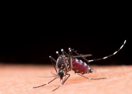 Europa enfrenta avanço de doenças transmitidas por mosquitos com temporadas mais longas e intensas