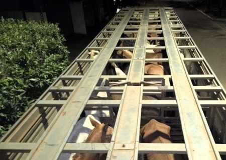 Homem é multado em R$ 27 mil por maus-tratos a cavalos em Naviraí