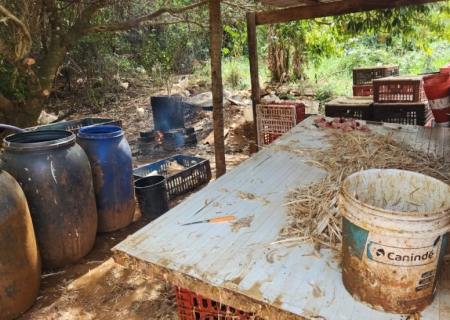 Polícia Civil desarticula abatedouro clandestino de frangos em Campo Grande