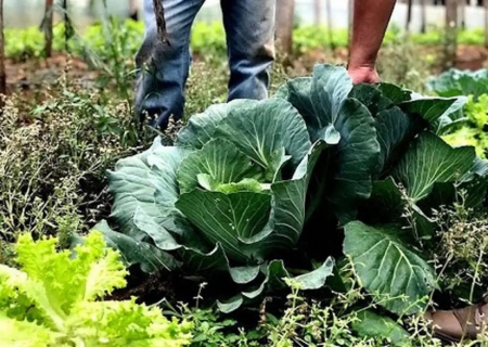 Agricultura familiar receberá R$ 60 milhões para produção de bioinsumo