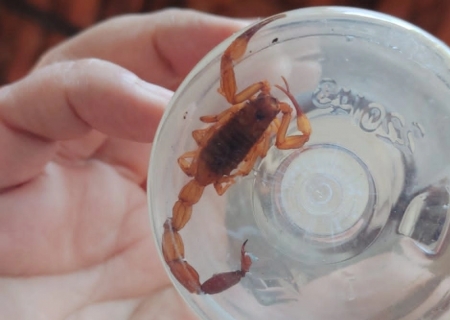 Mato Grosso do Sul entra em período de maior risco para acidentes com escorpiões