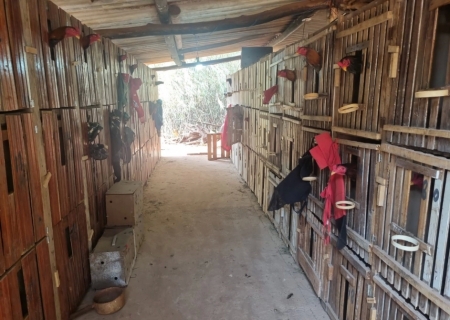 Polícia Ambiental flagra rinha de galos em Terenos e aplica R$ 58 mil em multas