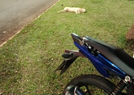Motociclista sofre queda após atropelar cachorro em Ivinhema