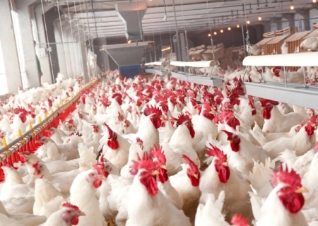 Exportação de carne de frango deve cair em 2025 após impacto da gripe aviária, aponta ABPA