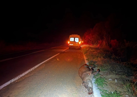 Ambulância atinge animal silvestre e mulher fica ferida na MS-134 em Nova Andradina; animal morreu