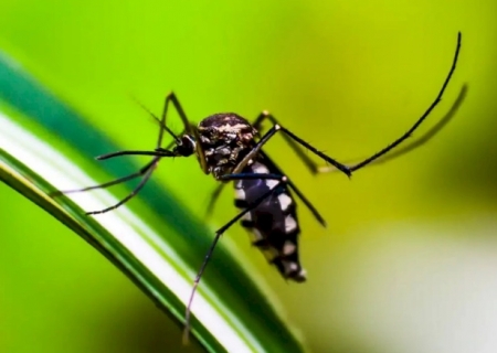 Vírus da chikungunya afeta crianças e adolescentes e deixa sequelas