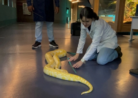 Píton albina Capitu passa por exames de rotina no Bioparque Pantanal