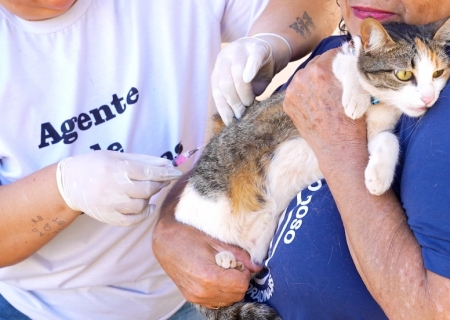Mutirão de vacinação antirrábica imuniza mais de 1,8 mil animais em Nova Andradina
