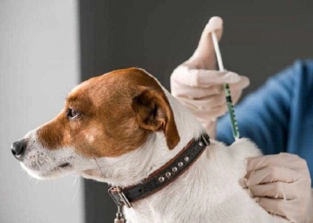 27 de setembro será o Dia D da Vacinação Antirrábica em Taquarussu