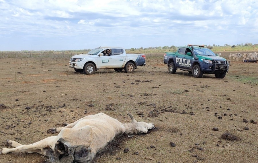 MPE investiga maus-tratos a 737 bovinos em fazenda de Paraíso das Águas