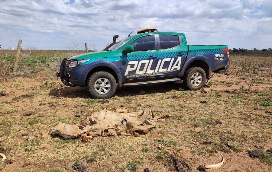 MPE investiga maus-tratos a 737 bovinos em fazenda de Paraíso das Águas