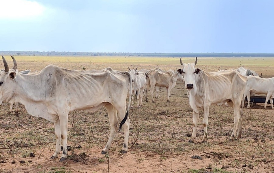 MPE investiga maus-tratos a 737 bovinos em fazenda de Paraíso das Águas